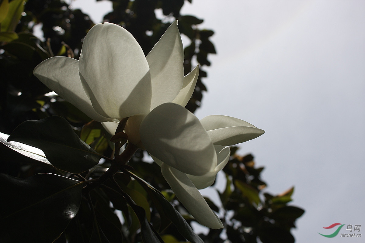 开在树上的白莲花——木莲