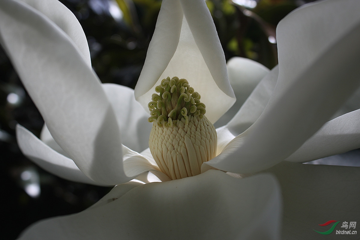 开在树上的白莲花木莲