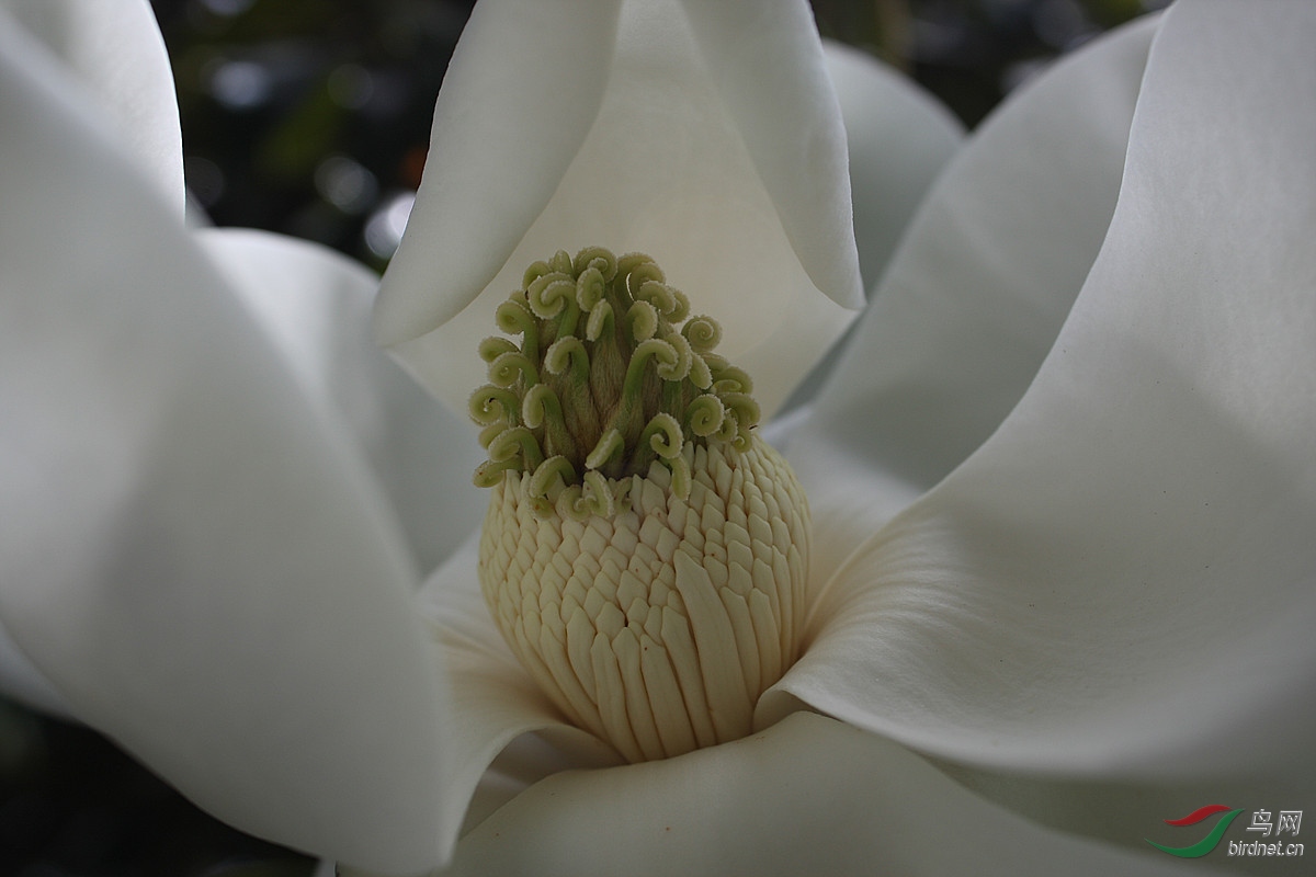 开在树上的白莲花木莲