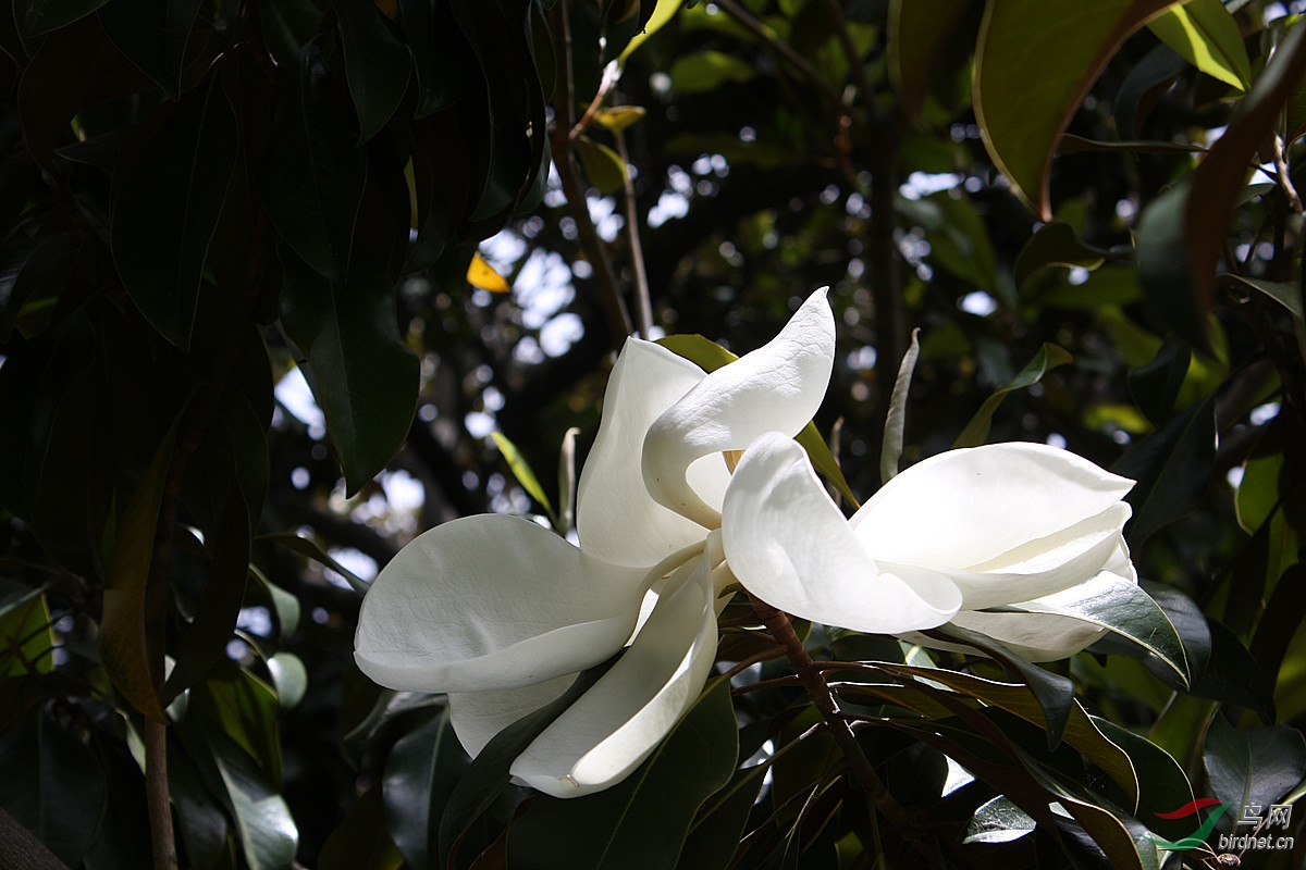开在树上的白莲花木莲