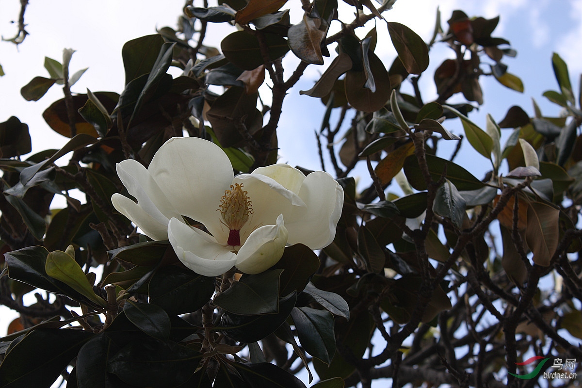 开在树上的白莲花——木莲