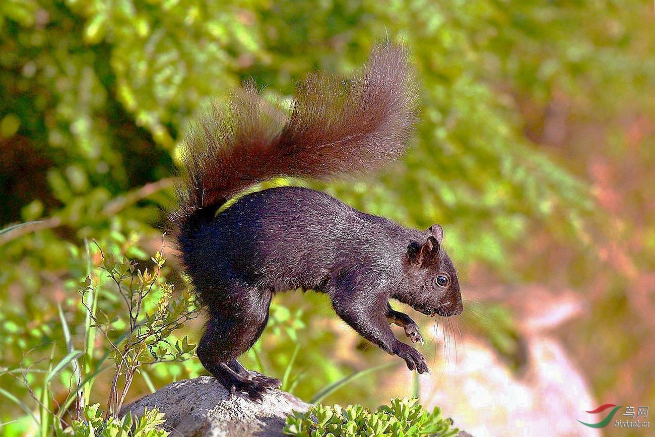 其它动物不同的松鼠