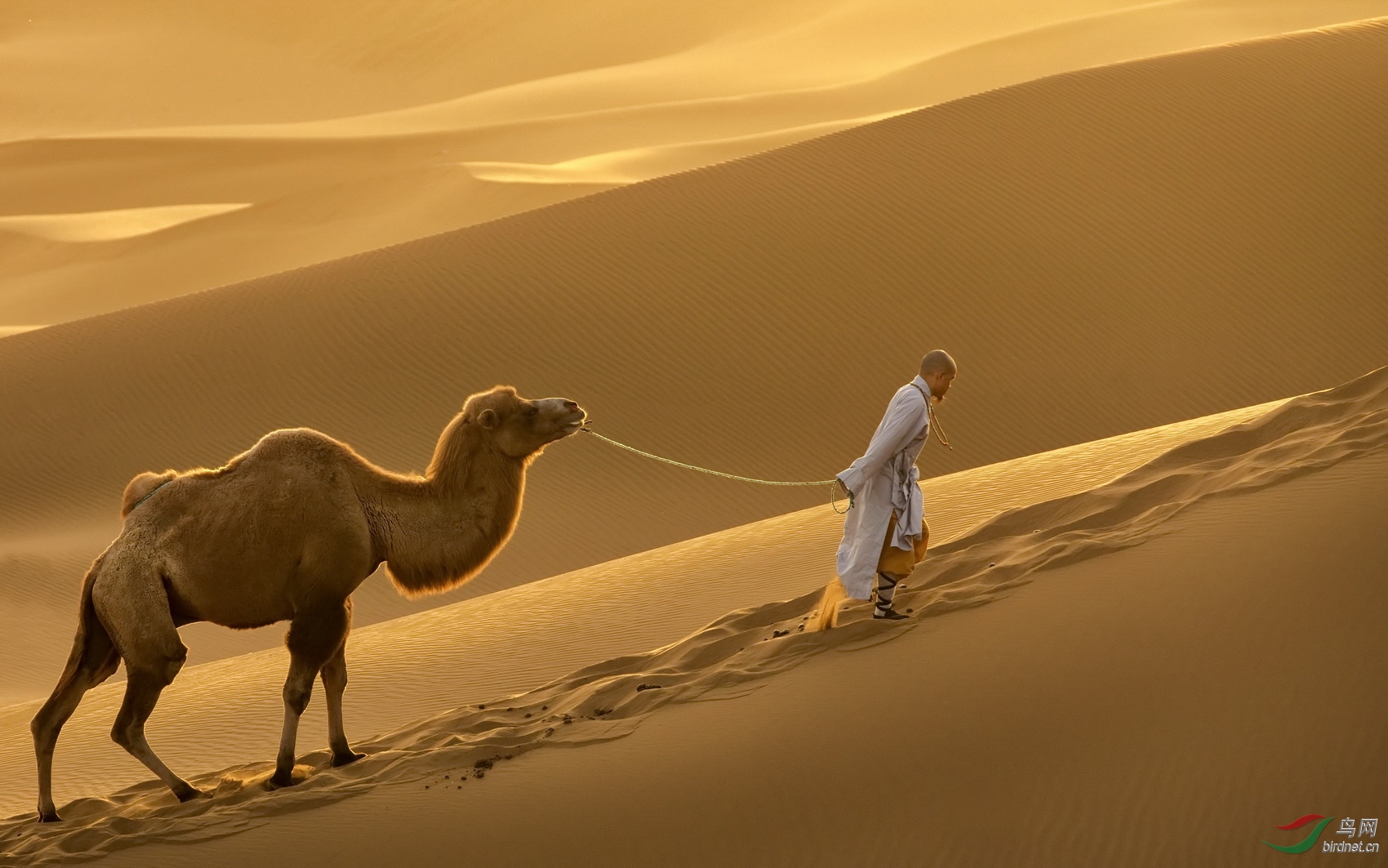 大漠硝烟图2荣获首页综合精华