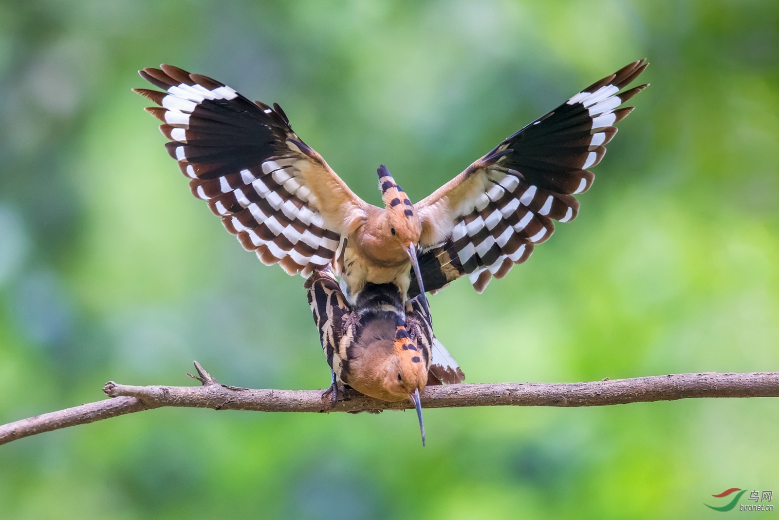 (戴胜)戴胜踩蛋