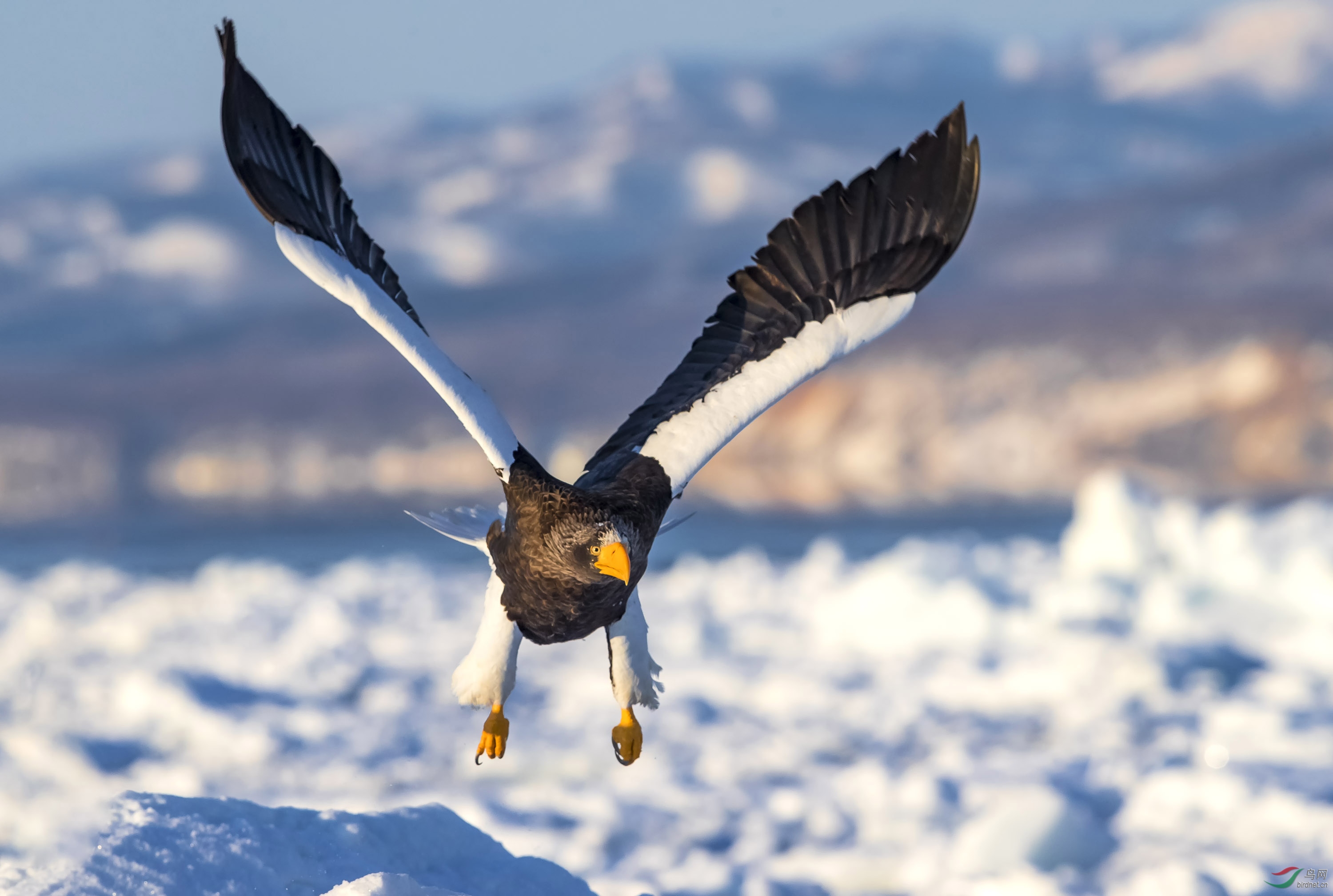 凶猛——虎头海雕