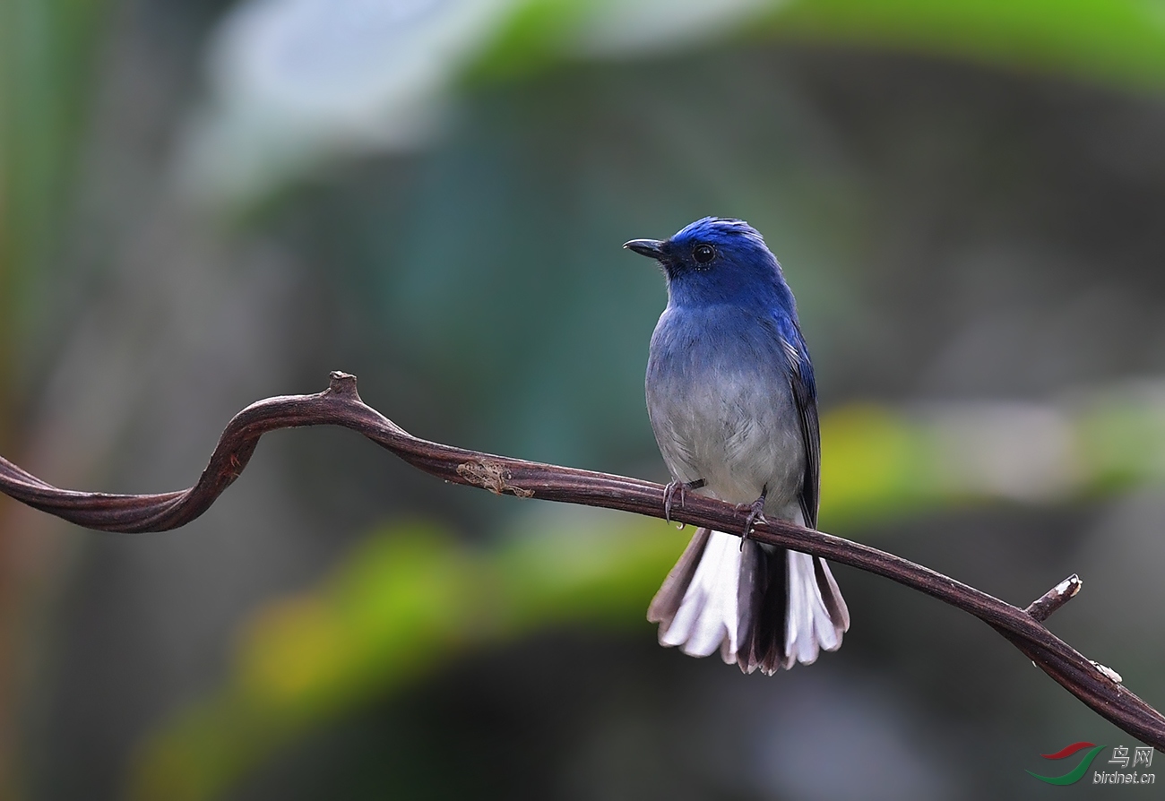 作业贴:白尾蓝仙鹟