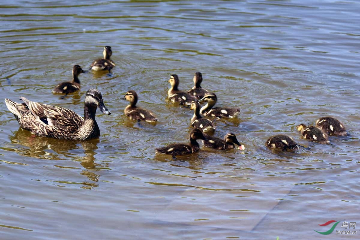 绿头鸭妈妈带领一群孩子在江边觅食(一)
