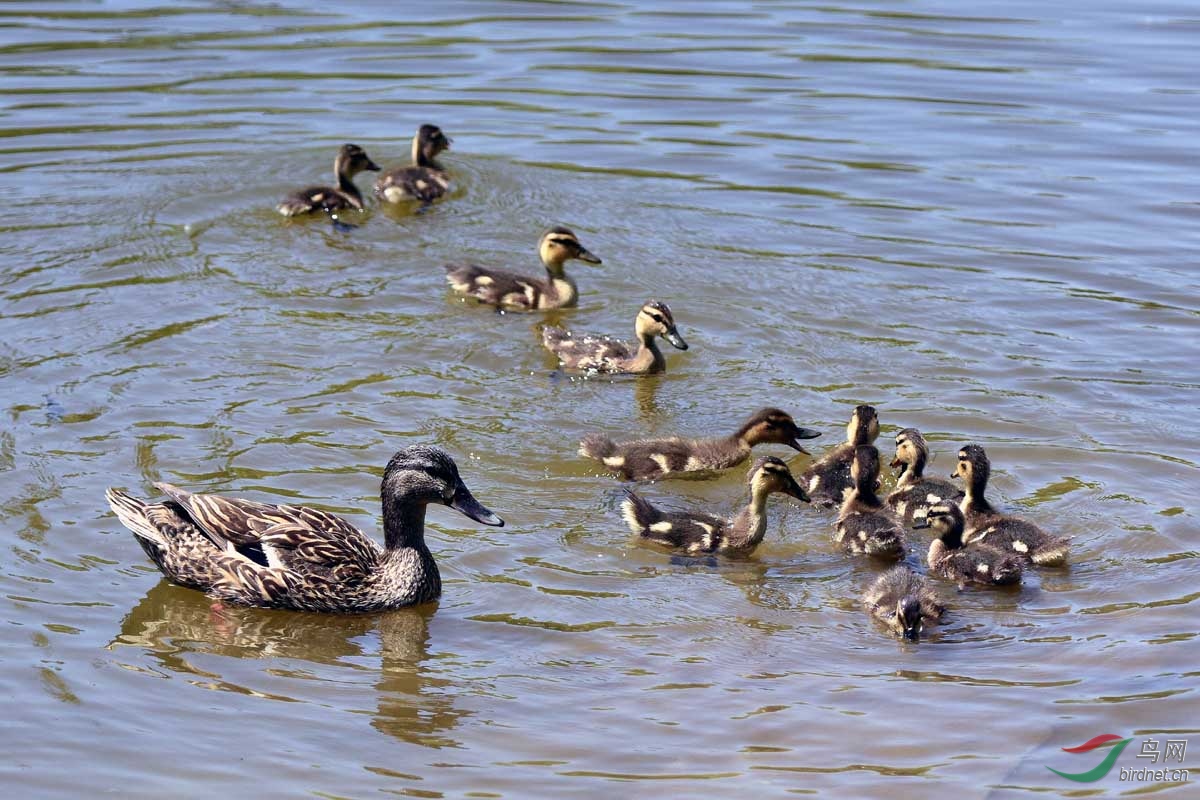 绿头鸭妈妈带领一群孩子在江边觅食(恭贺图文精华)