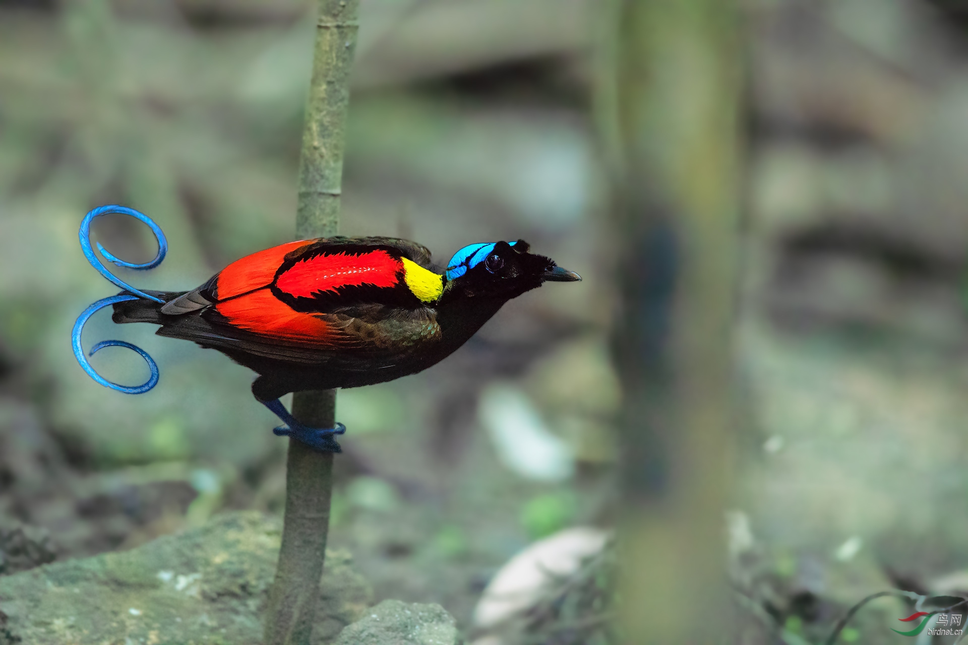 (威氏极乐鸟)迟到的祝贺:祝乐哈哈71荣任版主(祝贺荣获首页精华)