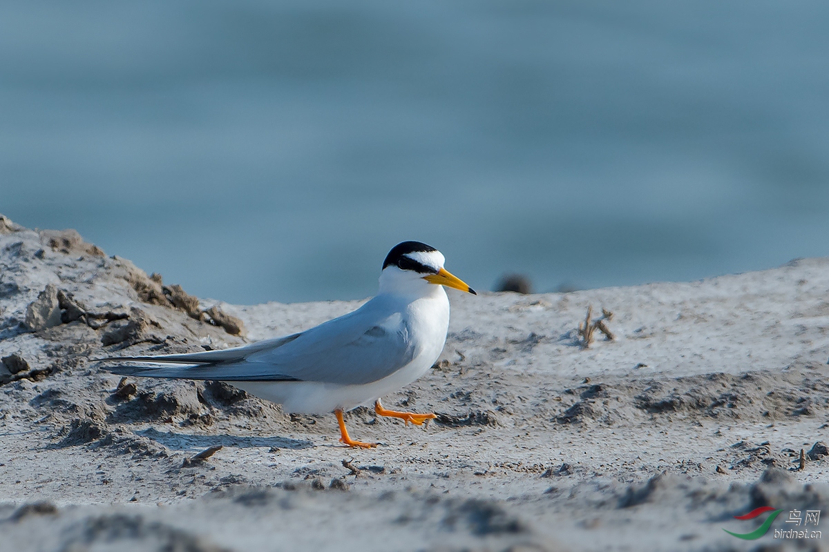 白额燕鸥
