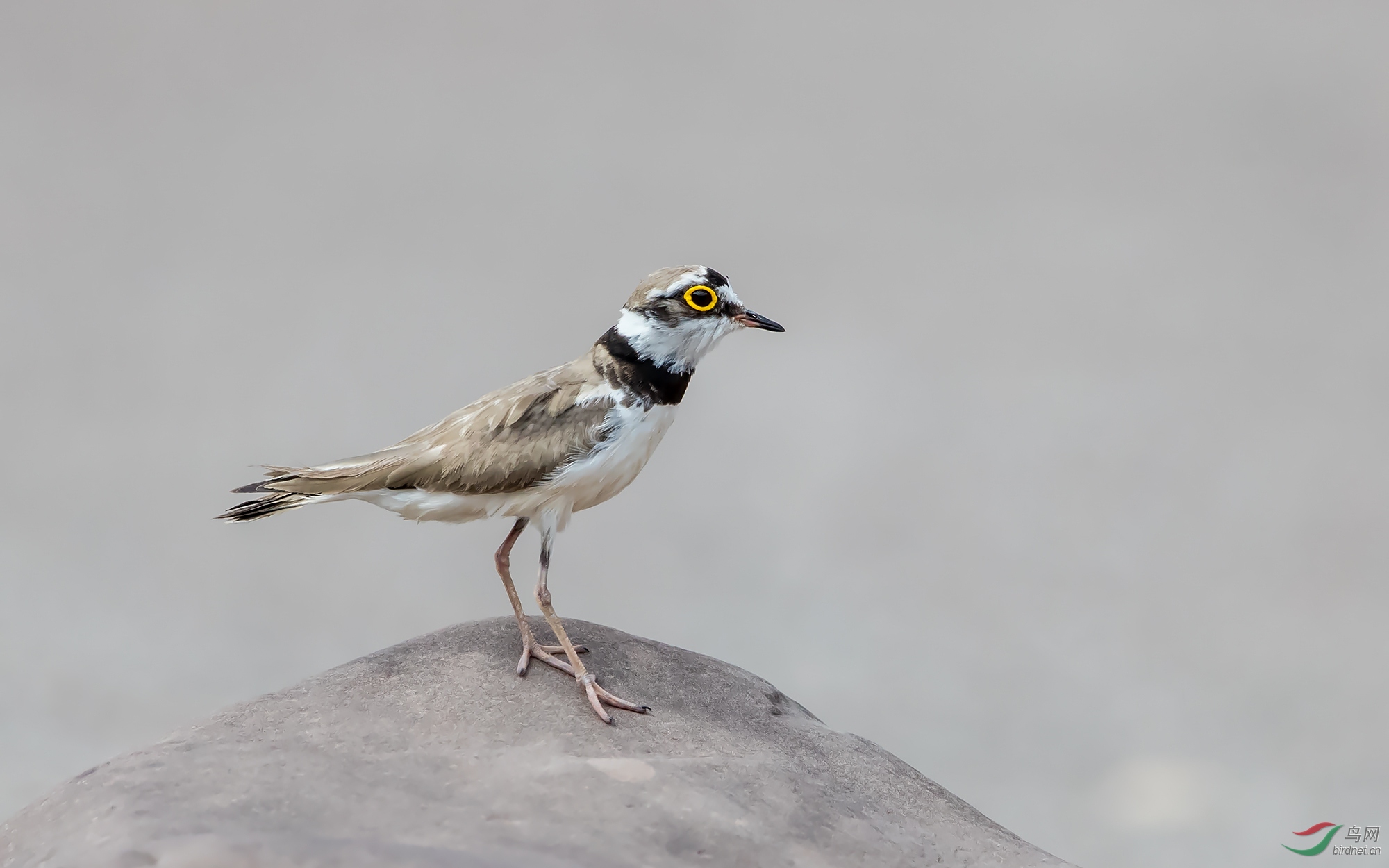 礁石上的金眶鸻