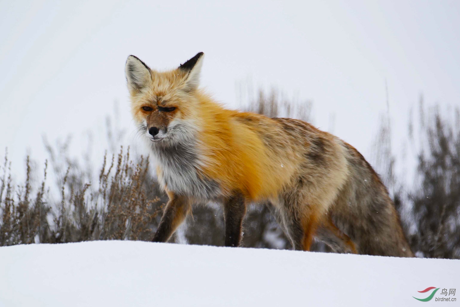 黄石公园的赤狐二