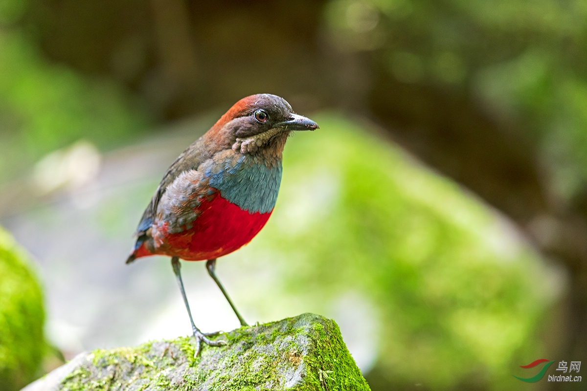 吕宋红胸八色鸫