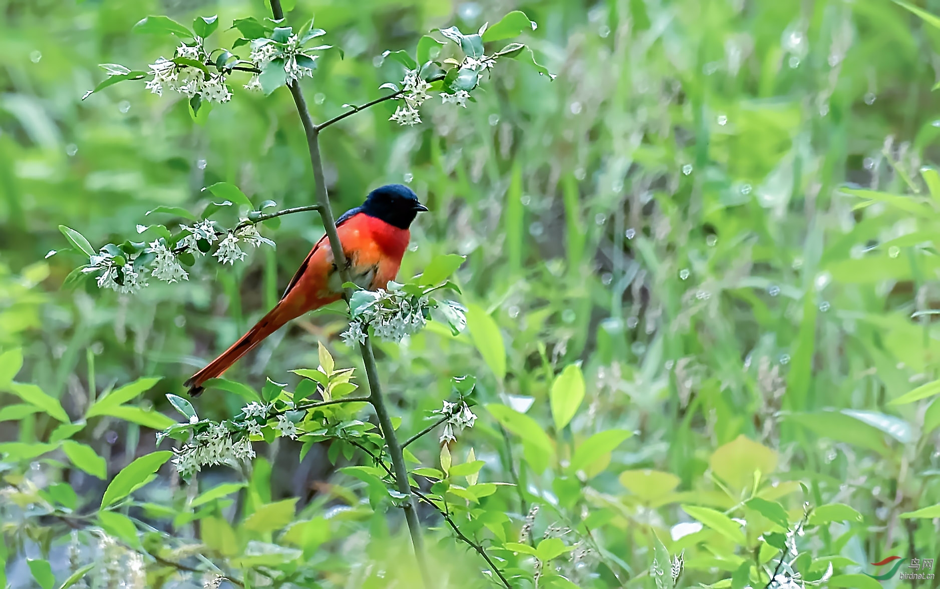 山椒鸟养殖技术 084038mce5ictkd55mip5m.jpg