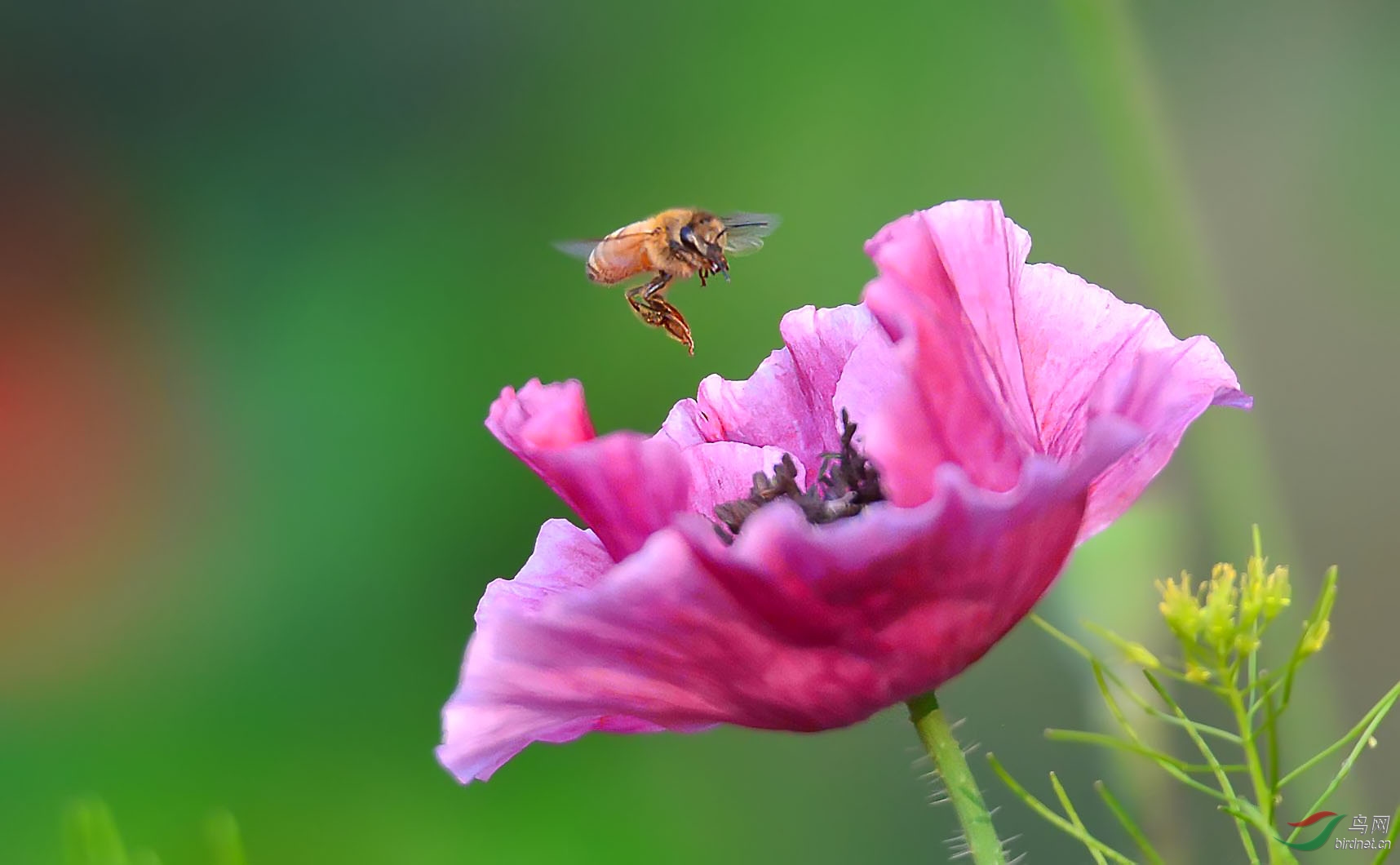 花和蜜蜂图片大全大图图片