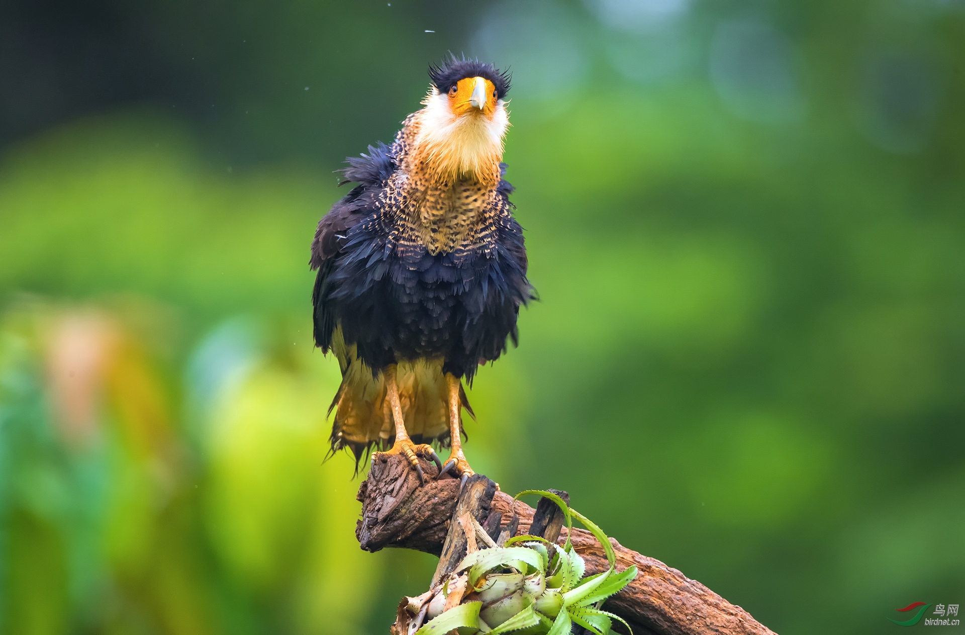 巨隼(祝贺荣获首页鸟类精华)