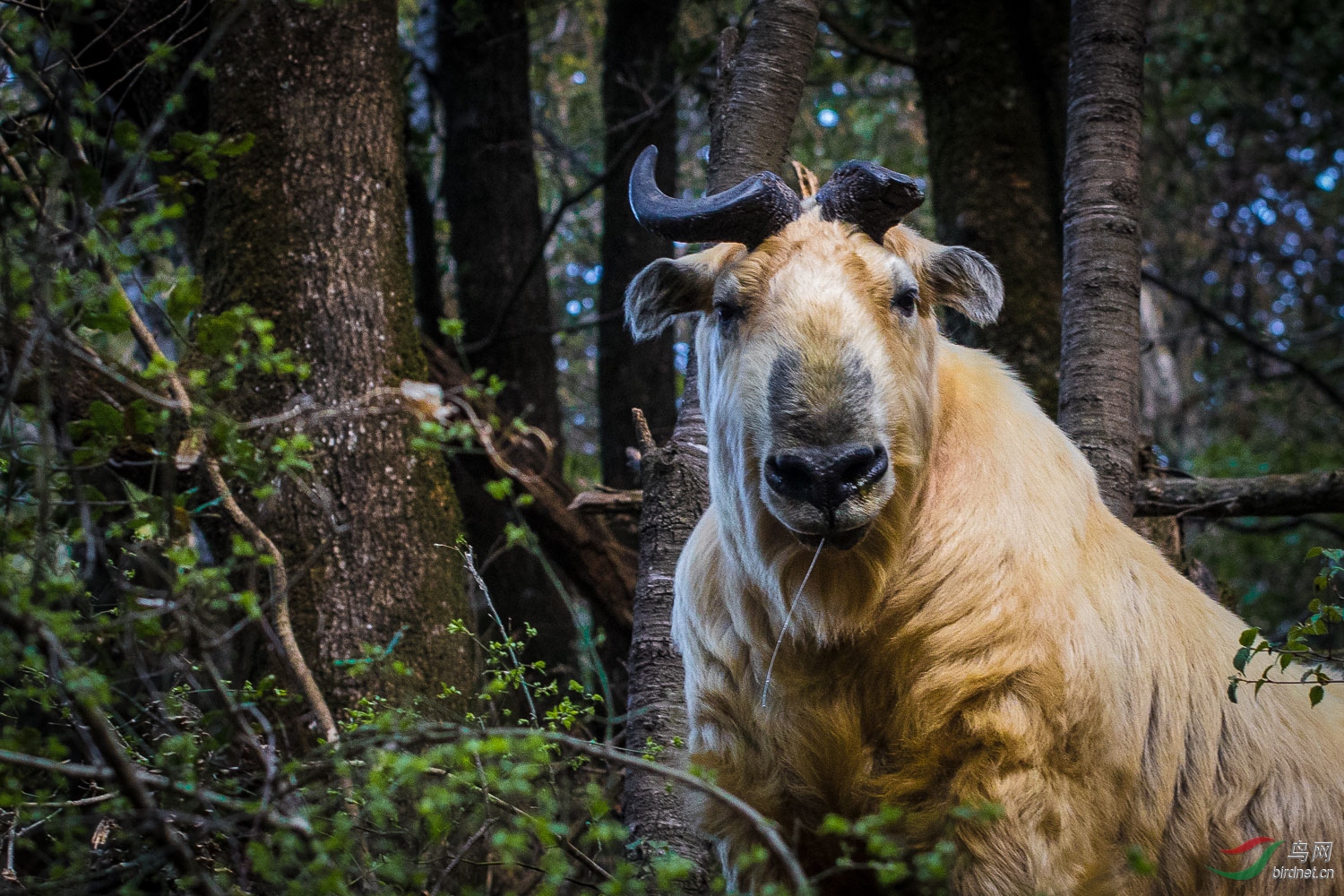 独角王贺获图三首页动物精华