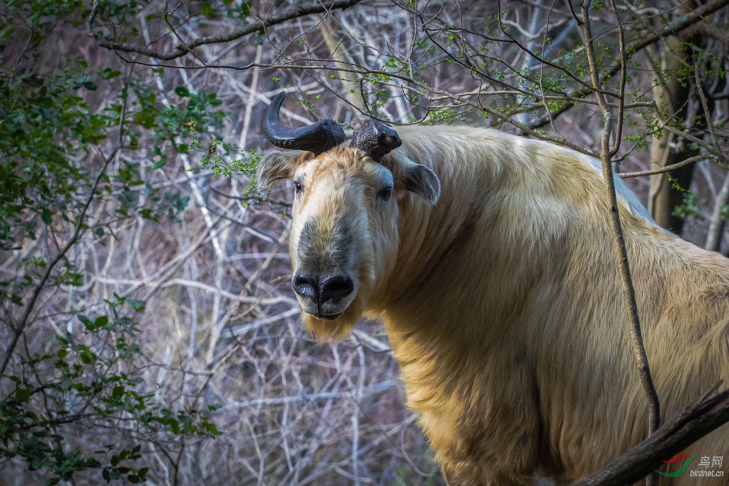 独角王贺获图三首页动物精华