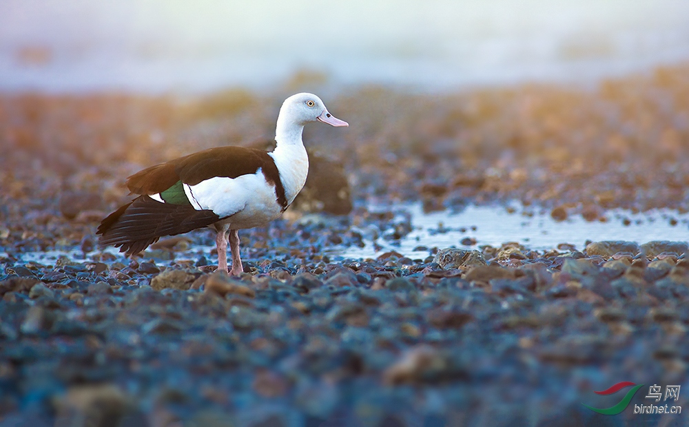 继续为湖北版加油澳洲白腹麻鸭