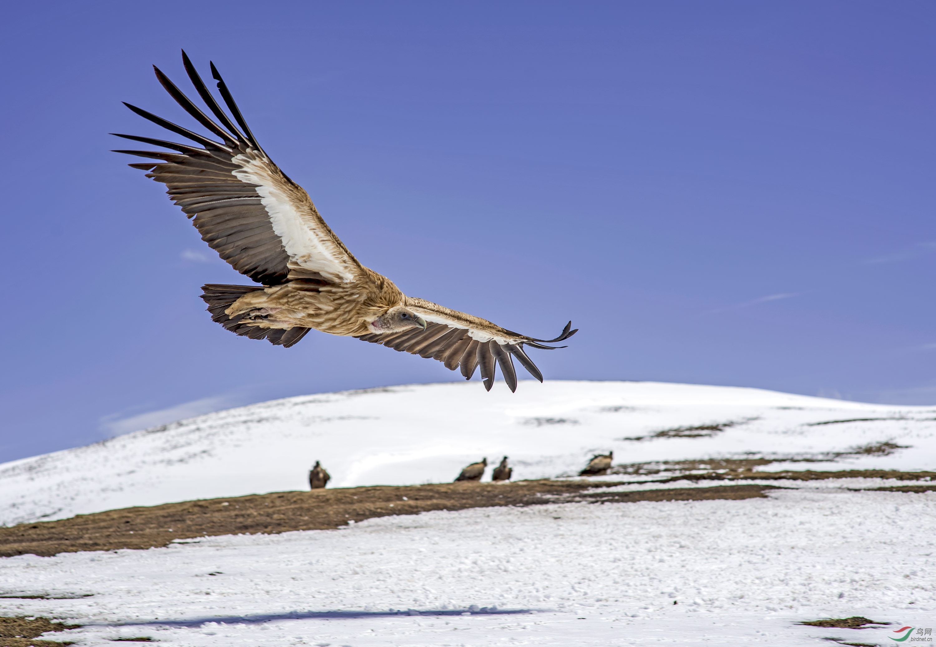 大鹏展翅恨天低