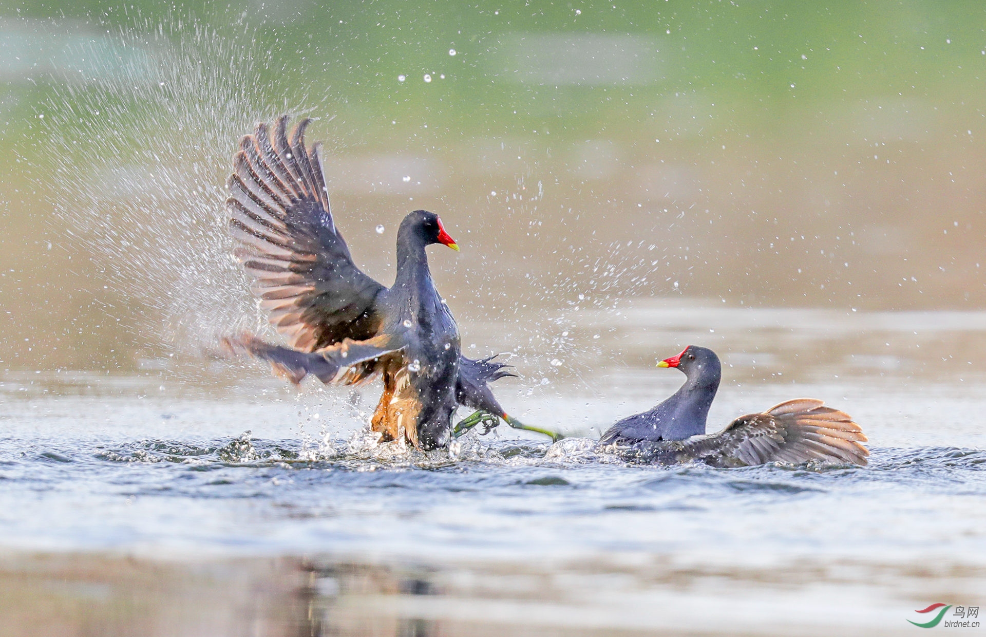 激战在黄昏黑水鸡