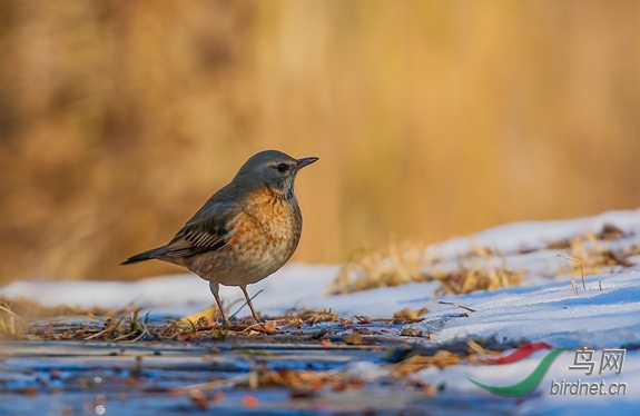 _W1A3425-1.jpg