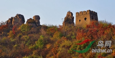 ��ɫ�еİ峧������ - ���� (2).jpg