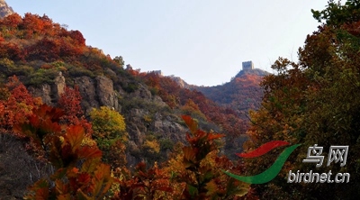 ��ɫ�еİ峧������6.jpg