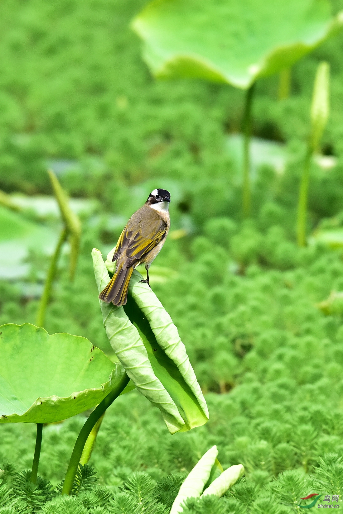 DSC_6852.JPG