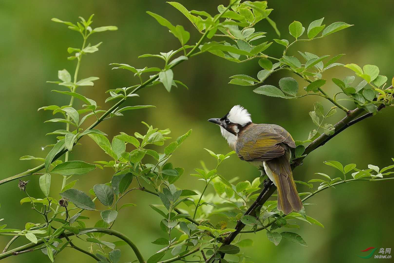 白头翁鸟是吉祥鸟吗图片