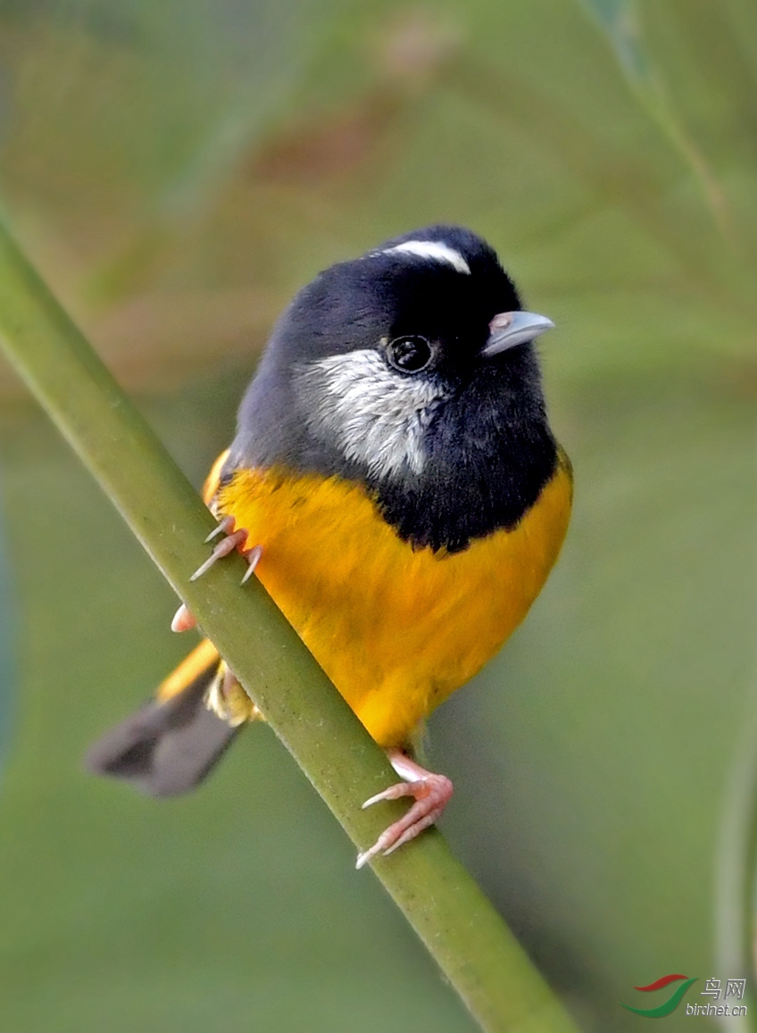 宽阔水三金之一~~金胸雀鹛 - 第2页 - 重庆版 chongqing 鸟网