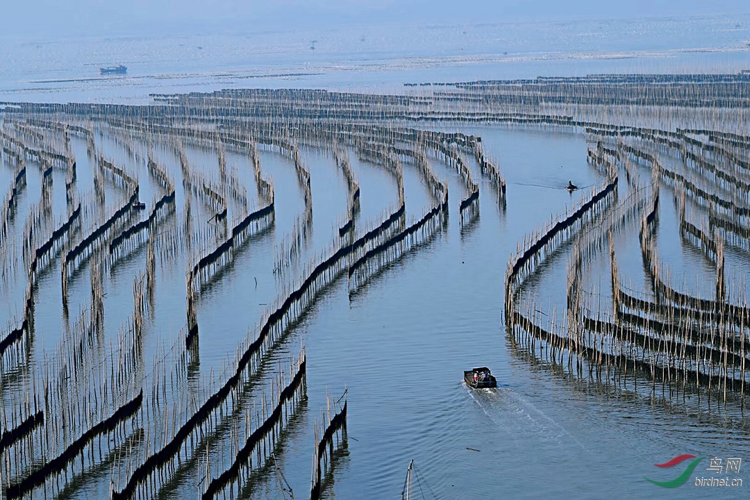 滩涂海带养殖