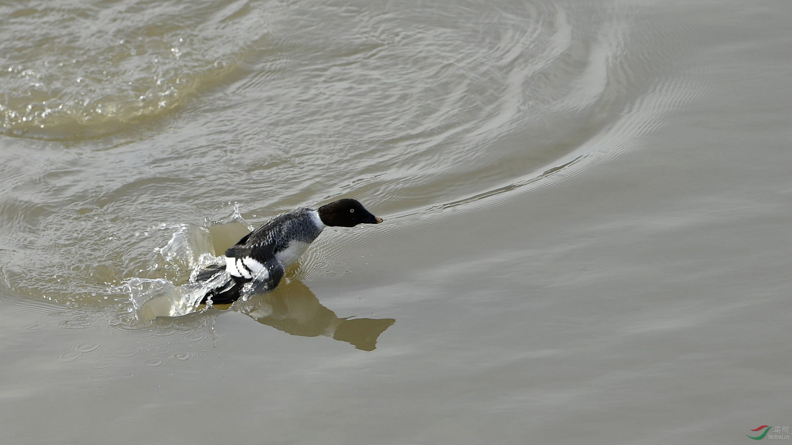一组俯拍的鹊鸭