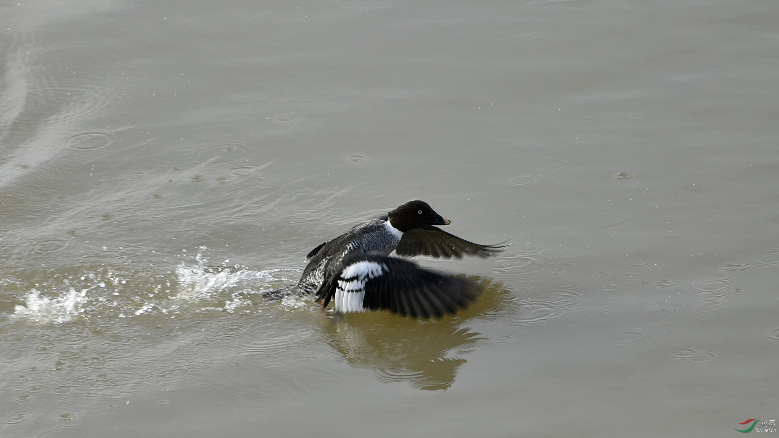 一组俯拍的鹊鸭