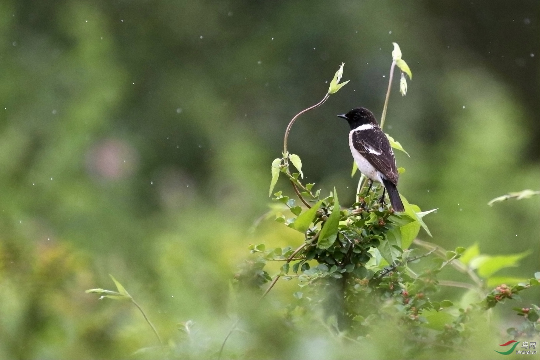 雨中拍小鸟