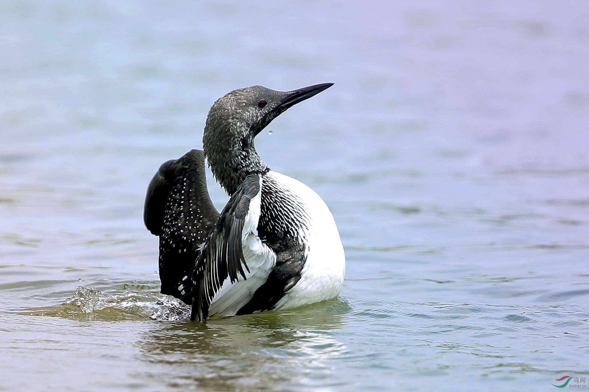 迷路的黑喉潜鸟