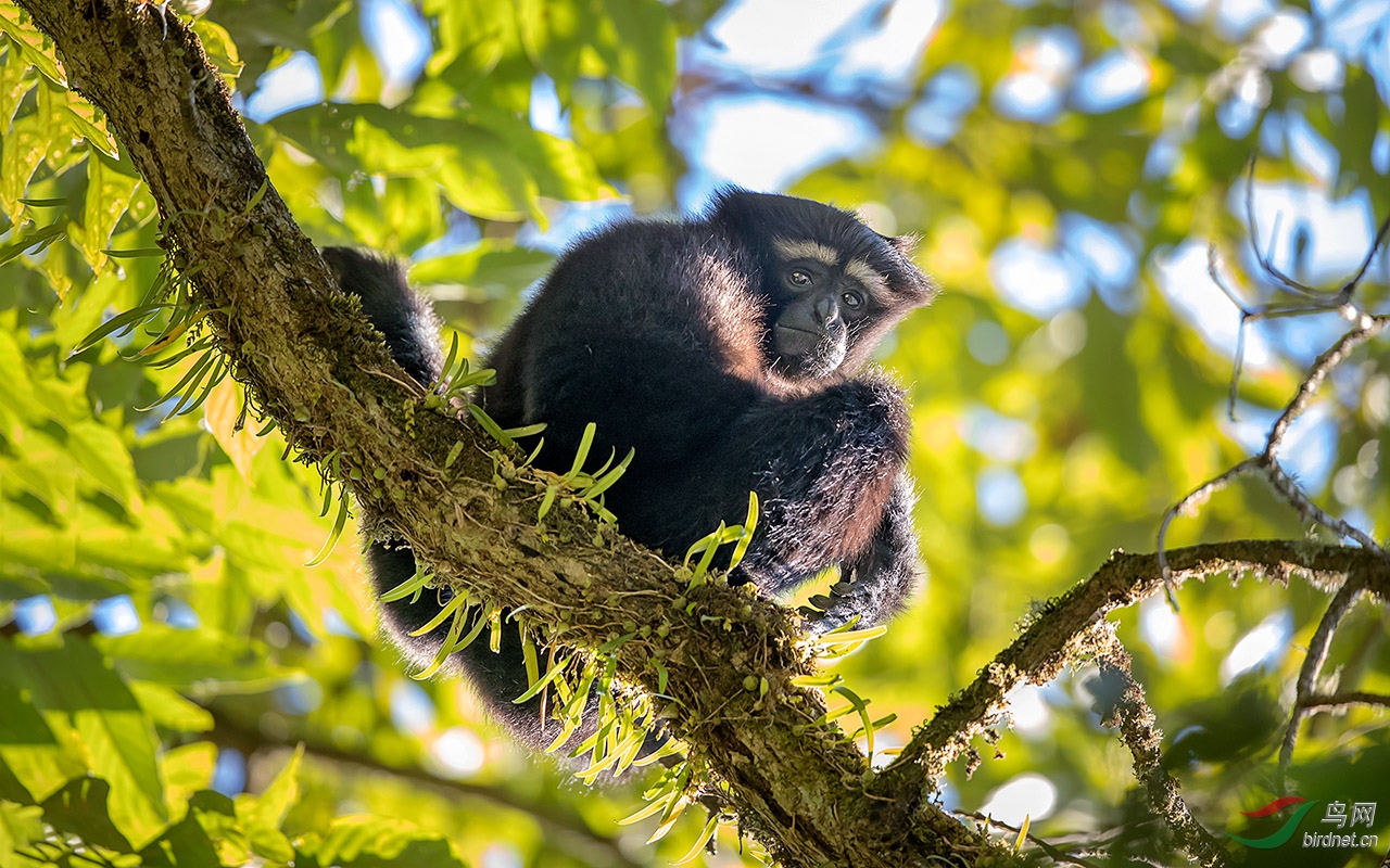 天行长臂猿祝贺首页精华