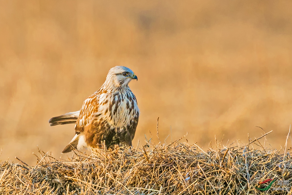 草堆上的毛腿鵟