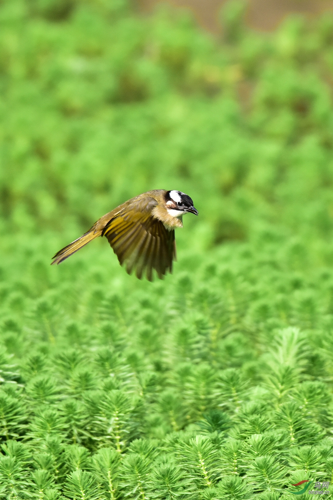 DSC_6177.JPG