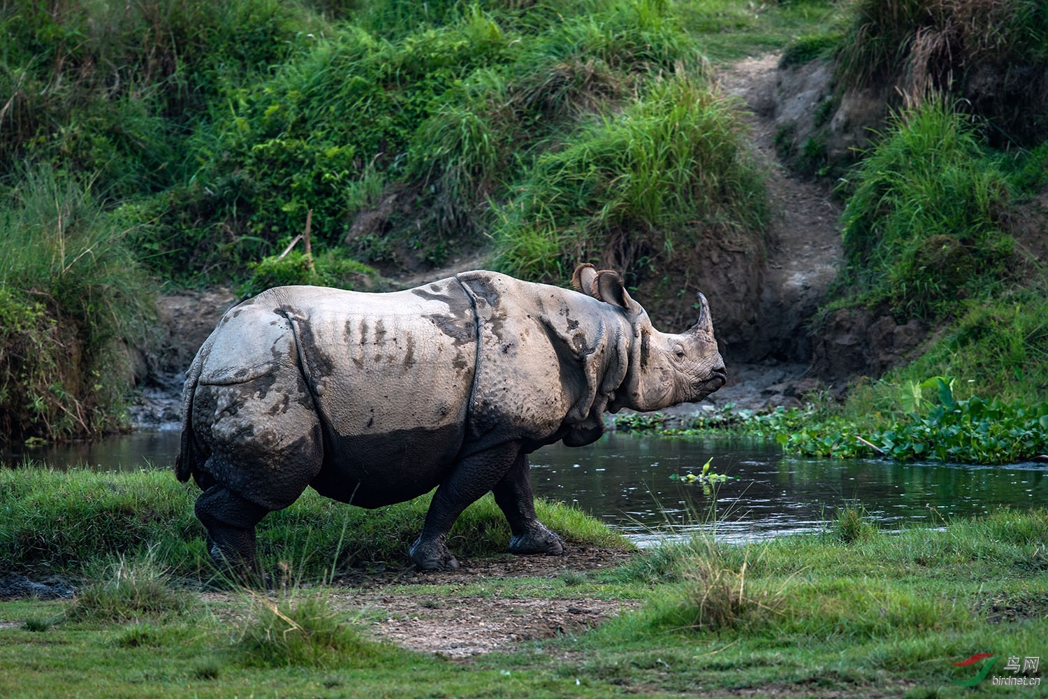 濒危的亚洲白犀牛
