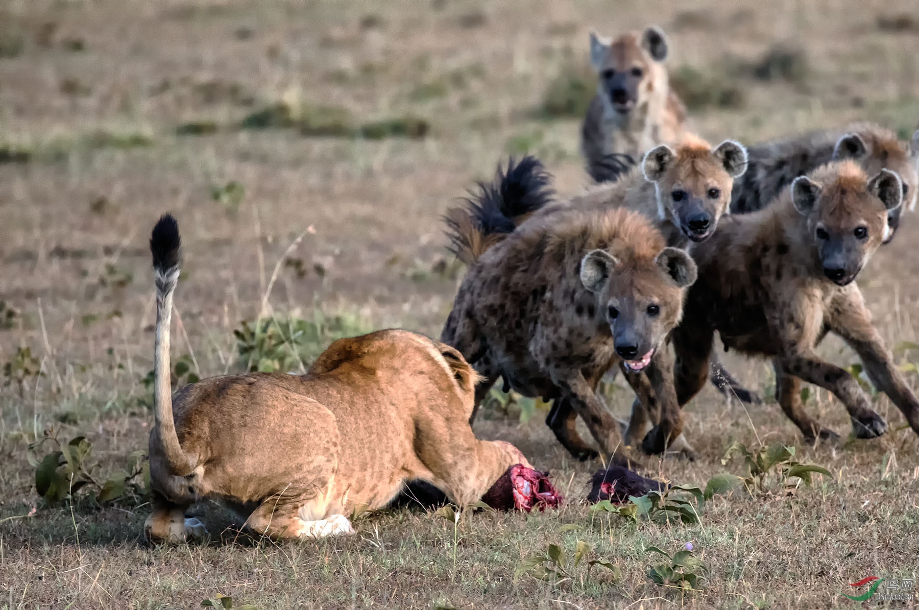 鬣狗狮口夺食
