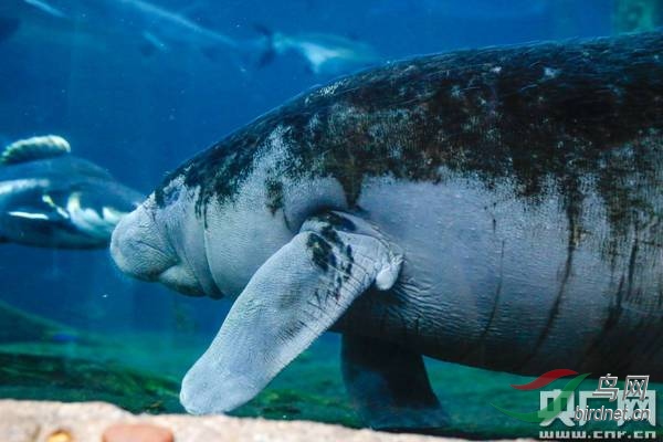 西非海牛在珠海产子品种濒危系国内首例繁育成功图