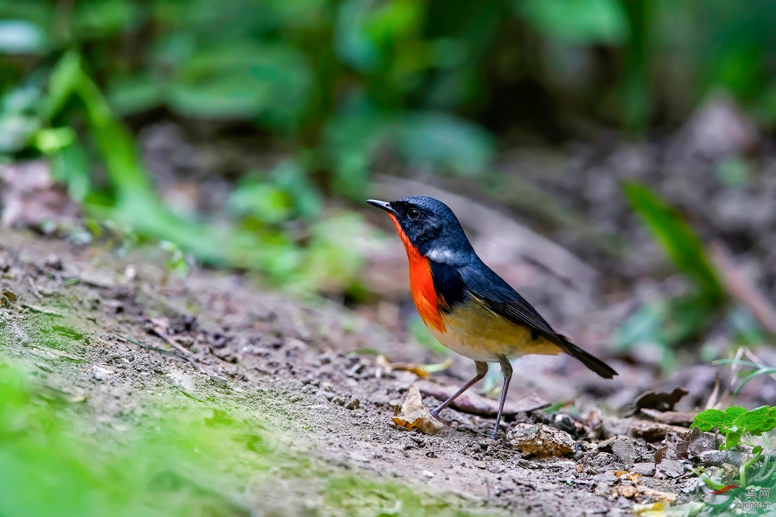 不复存在的鸟点(金胸歌鸲)