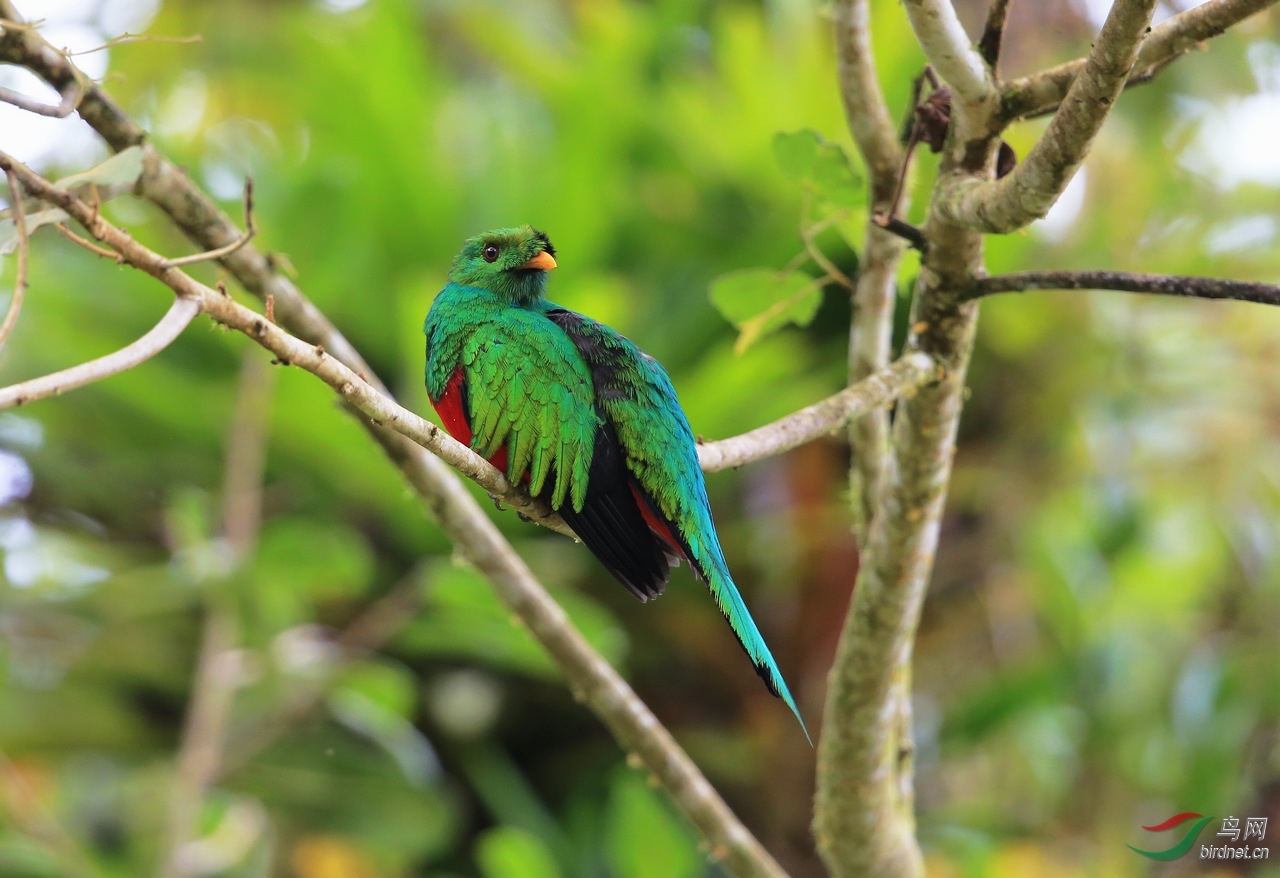 金头绿咬鹃3.jpg