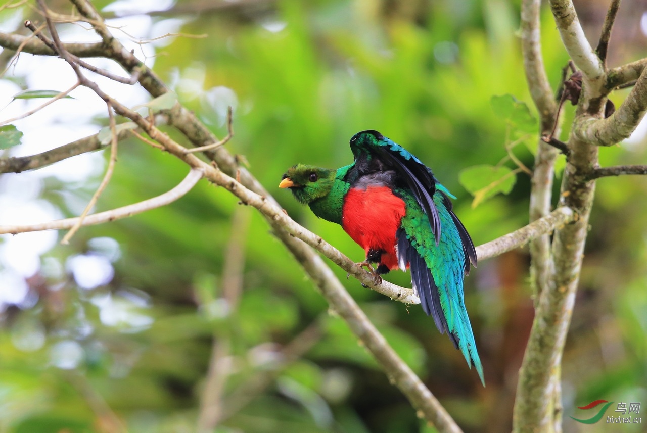 金头绿咬鹃