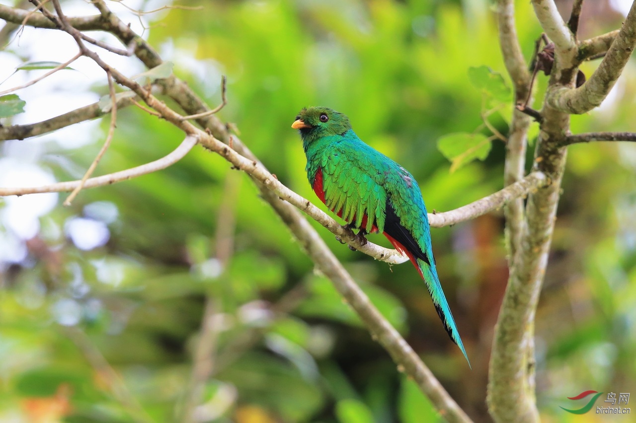 金头绿咬鹃
