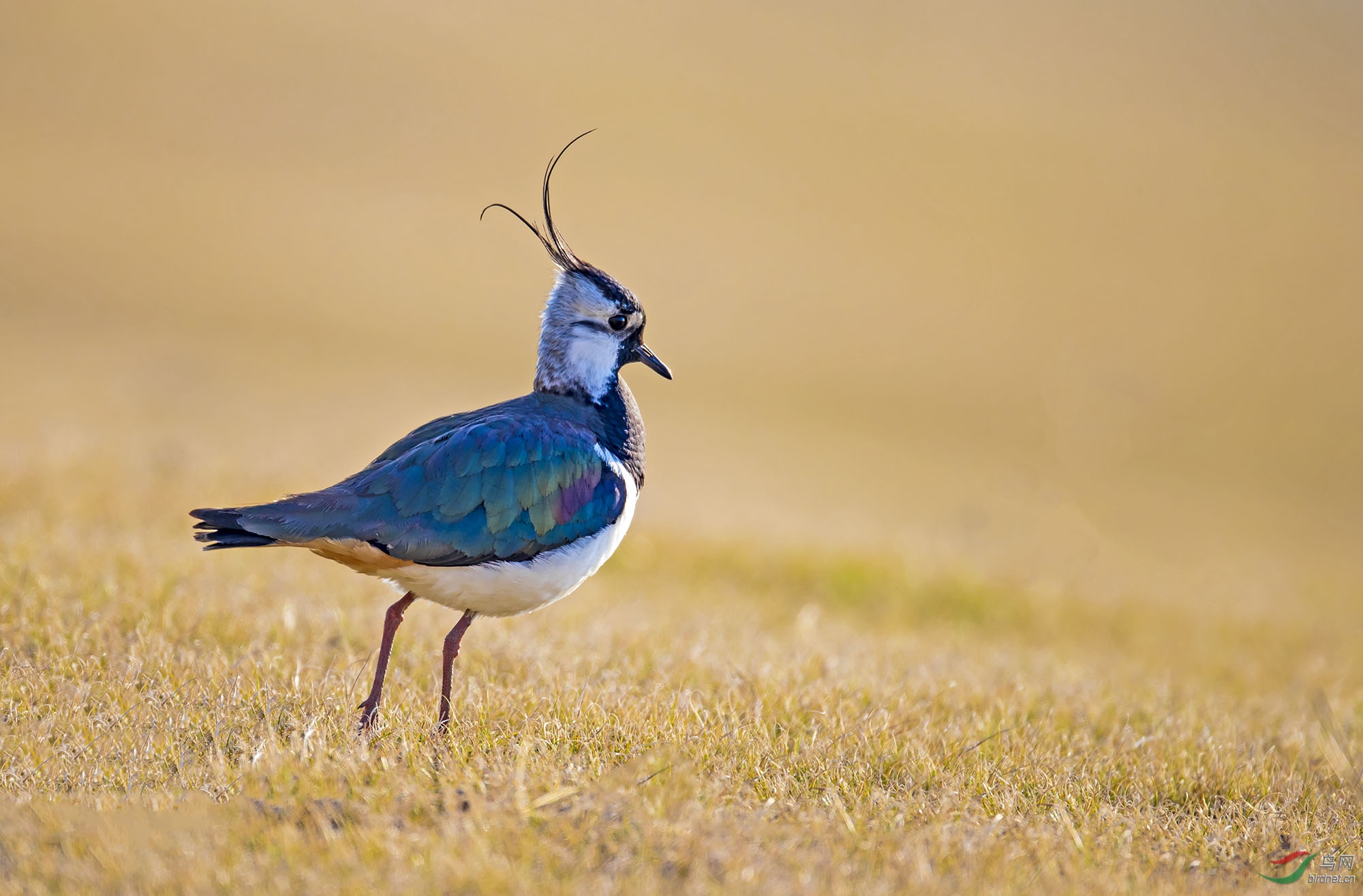 漫步中的凤头麦鸡