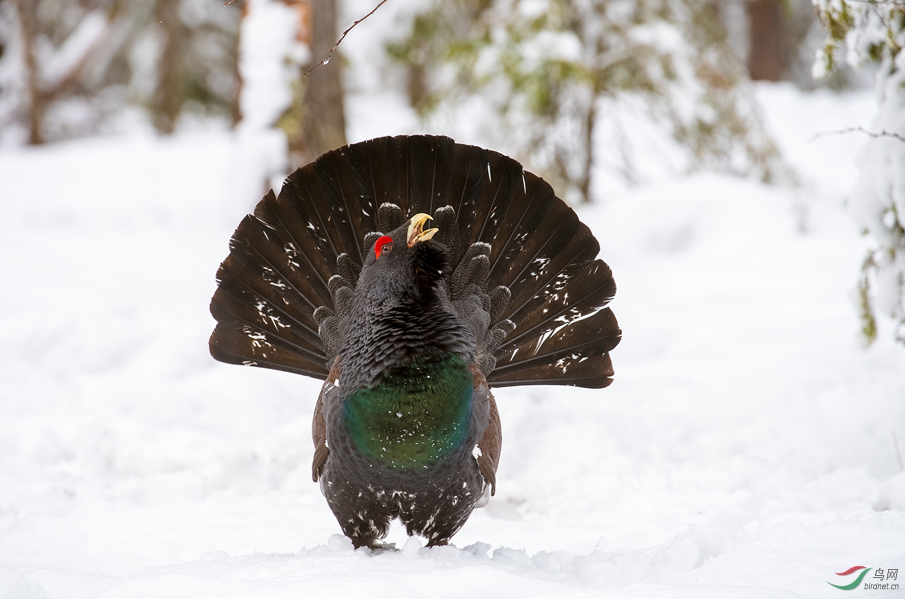 松鸡松鸡开屏祝贺荣获首页鸟类精华