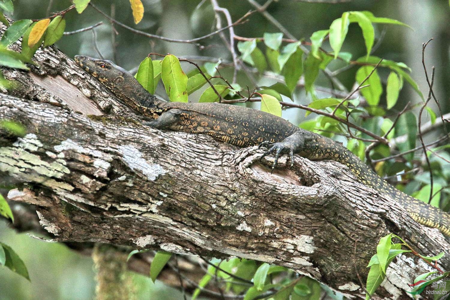 马来西亚大蜥蜴图片