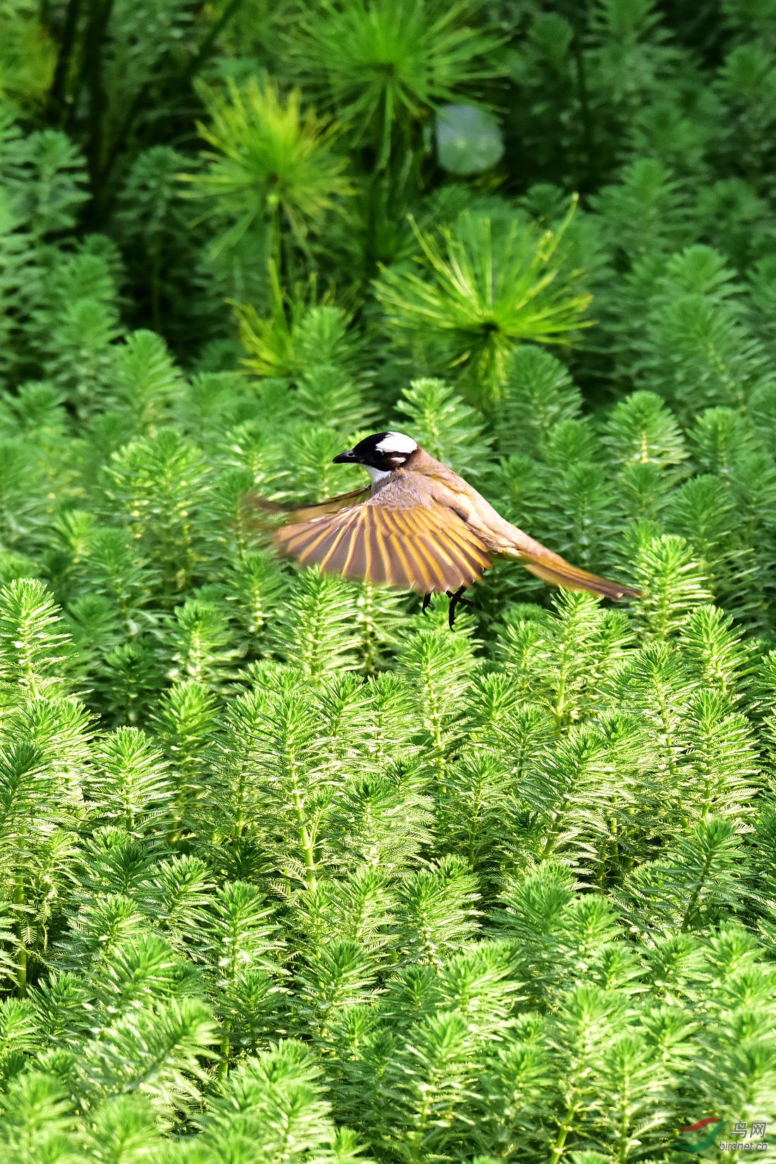 DSC_6095.JPG
